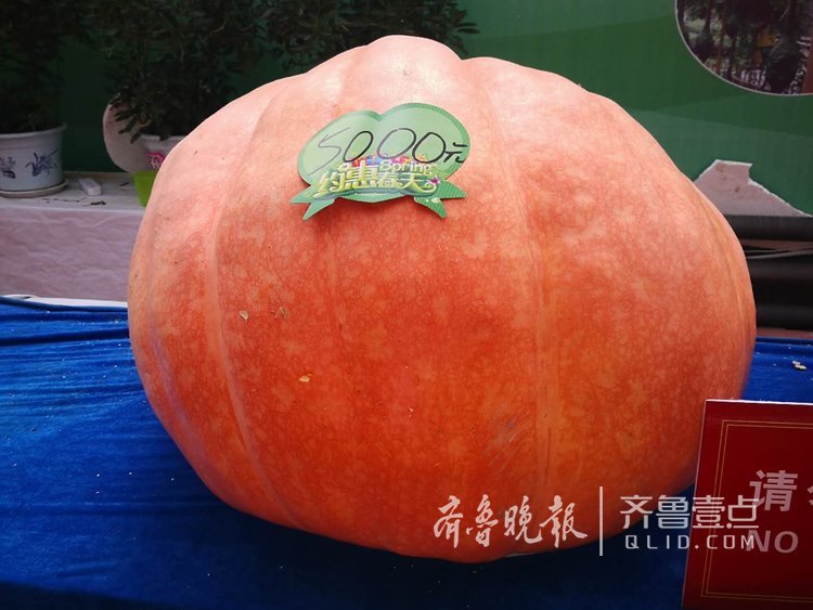 于拓 摄于寿光蔬菜博览会
