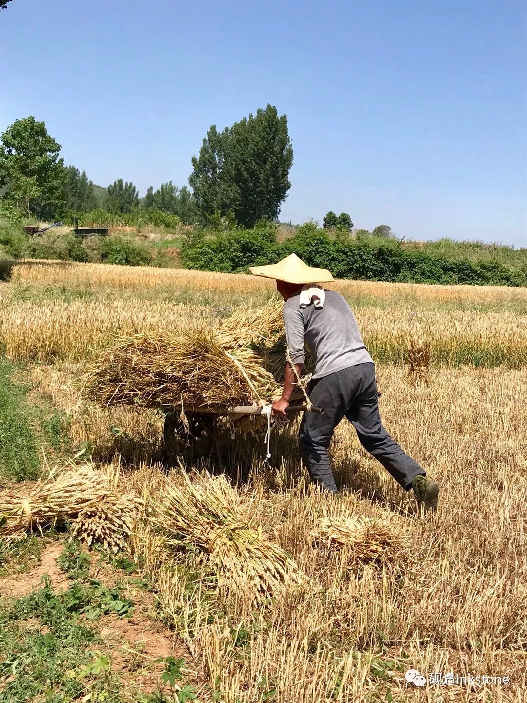 沂南上柳沟村实拍:清晨4点来割麦,邻里互助打麦忙