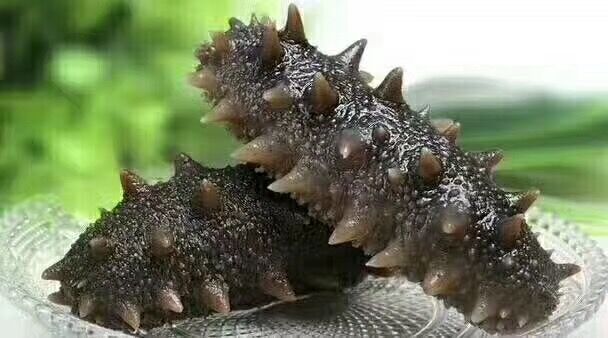 即食鲜海参,营养丰富价格实惠