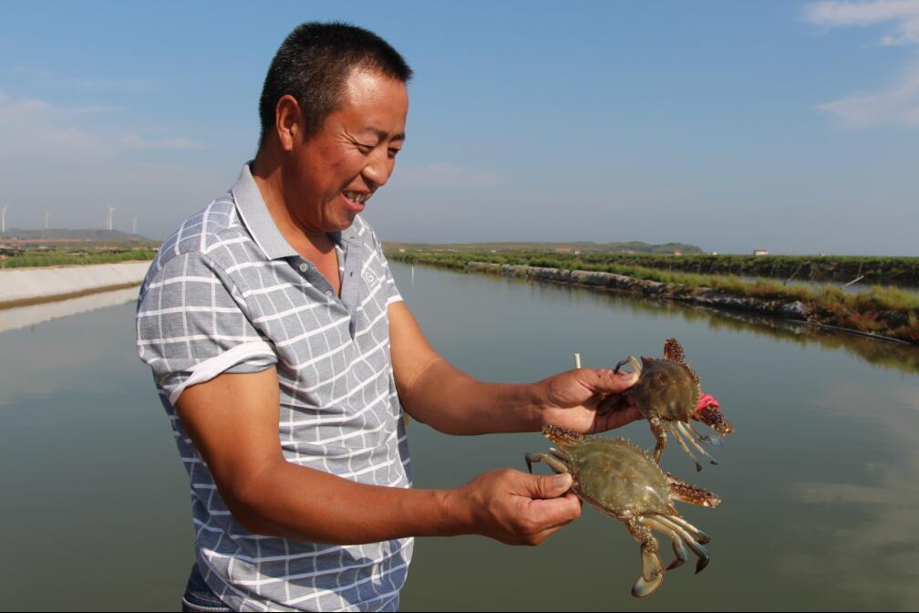 即墨养殖螃蟹开始收获半斤重螃蟹卖价每斤70多