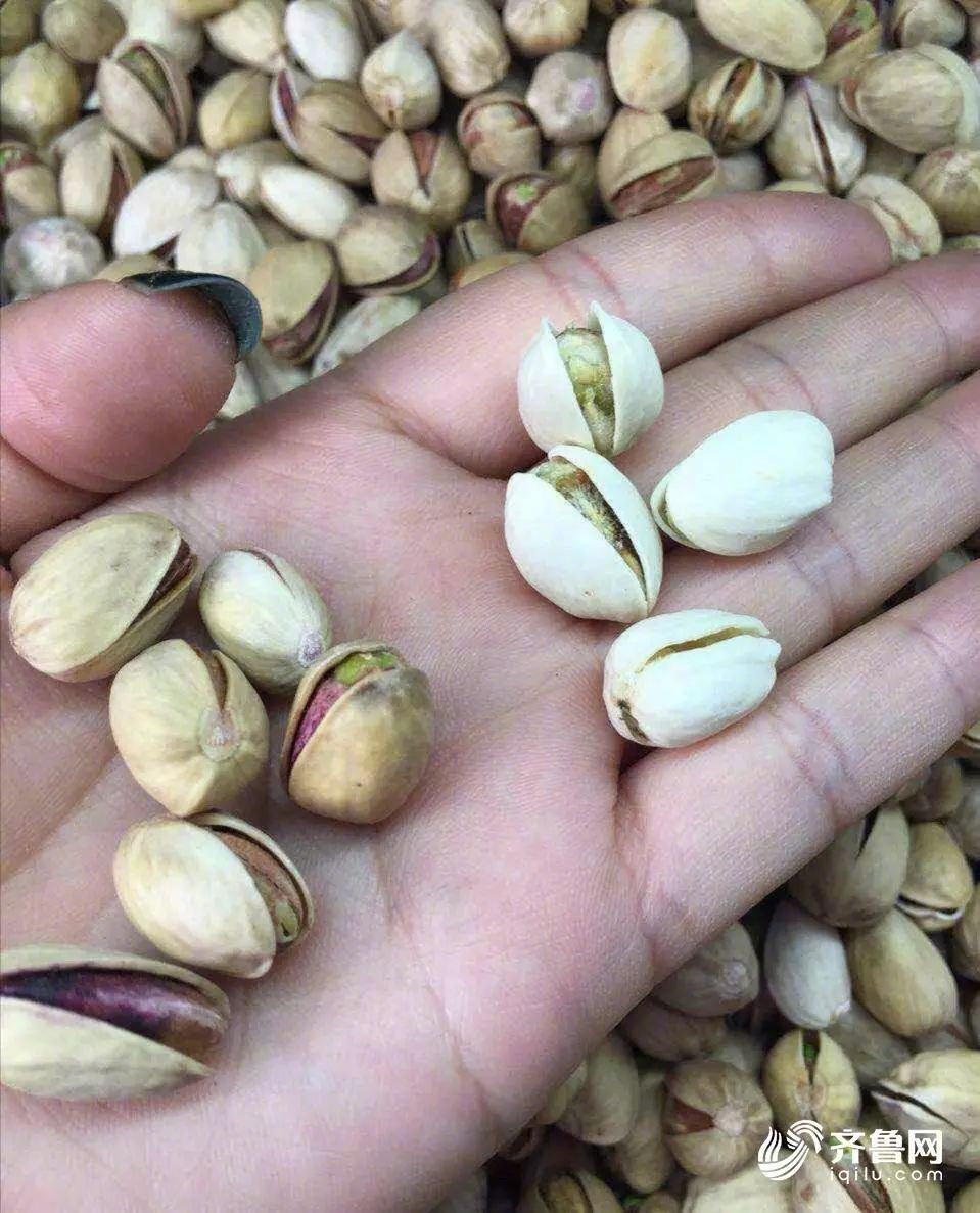 新鲜的开心果内衣颜色呈淡褐色,果肉绿中带白,但由于漂白后,劣质开心