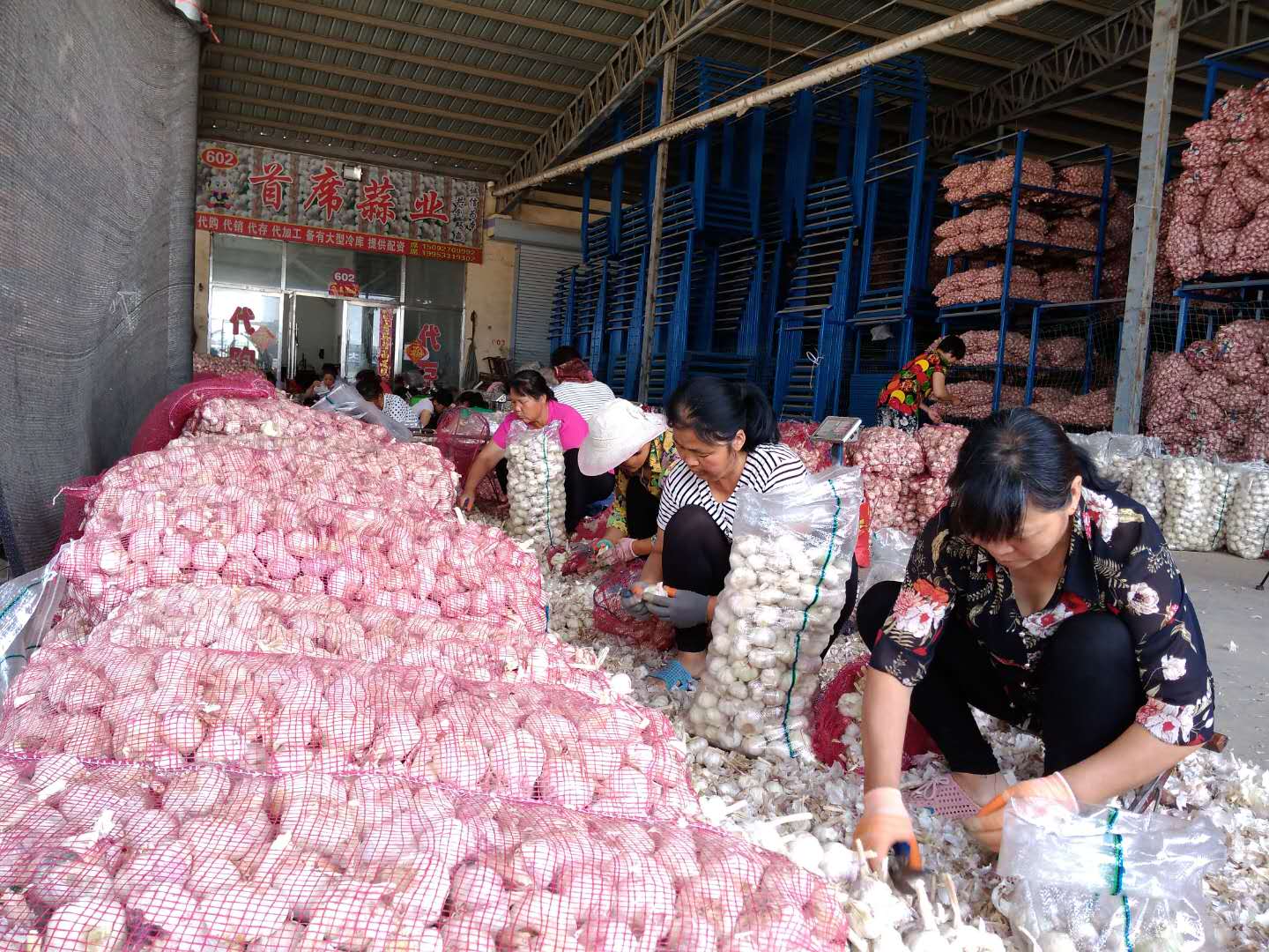 揭开金乡大蒜国际市场火爆背后的"神秘面纱"