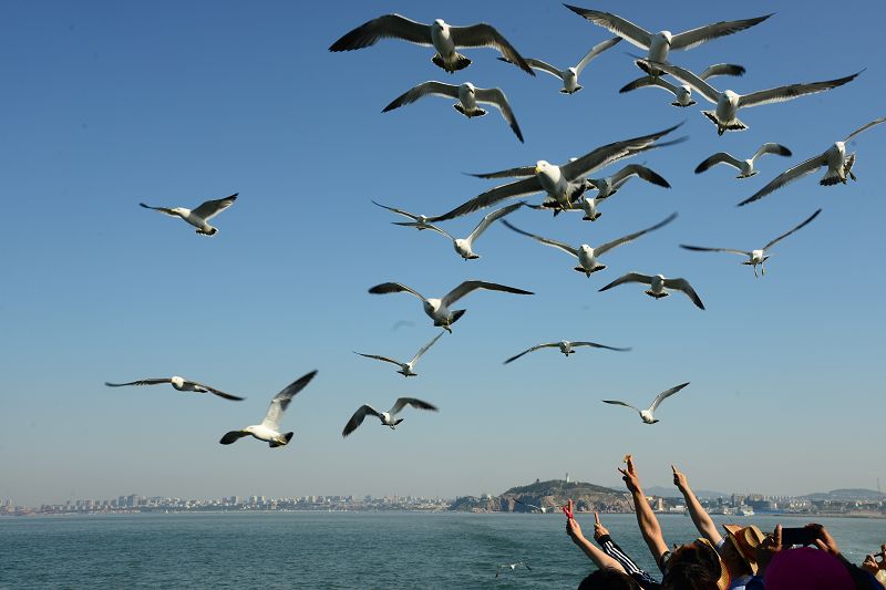 烟台长岛:海上人与海鸥嬉戏,现人与自然和谐美