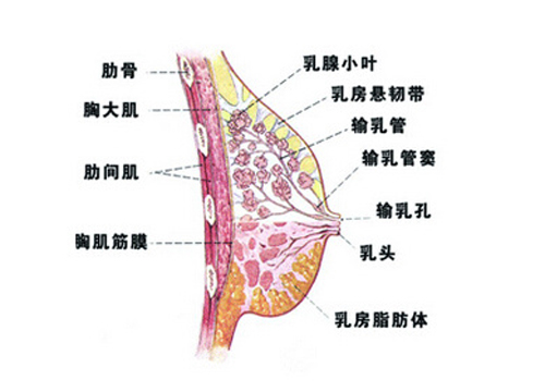 乳房下垂危害极大,矫正方式选择不当更甚