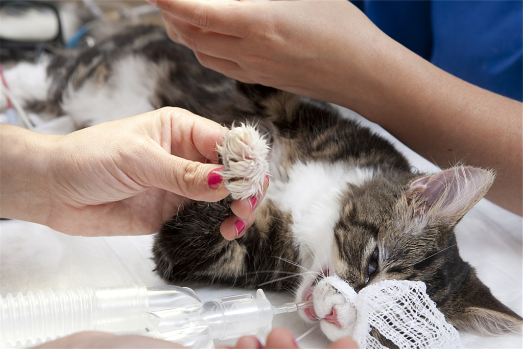 关于猫绝育,这里有最详细的术前准备、术后护