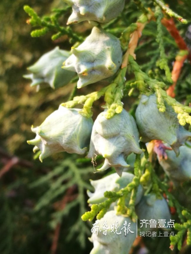 济南莲花山的柏树林中侧柏球果