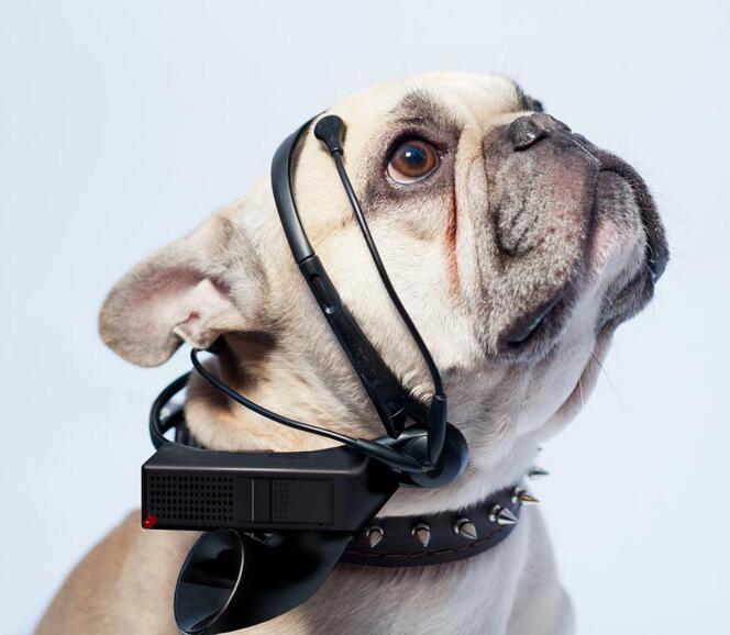 AI能让人听懂动物语言?这是不是天方夜谭?