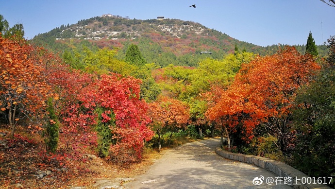 千佛山,又是一年红叶时!来看吗?