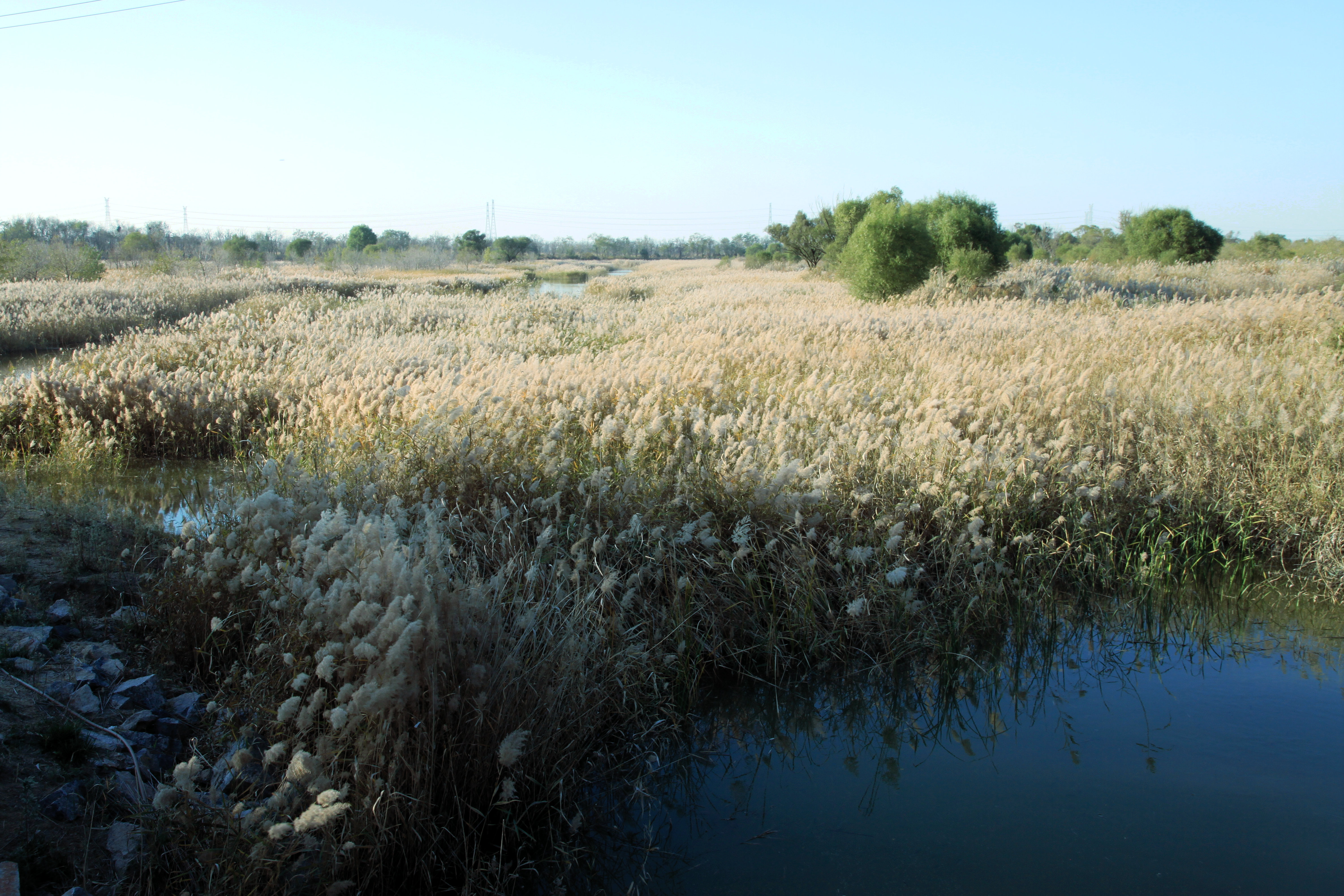 生态补水，东营刁口河滋润一方湿地 