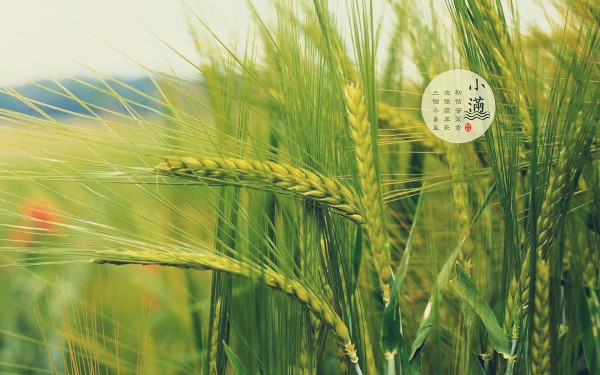 人文齐鲁|鲁南过小满:麦梢黄,女看娘,嫂子争着要吃糖 