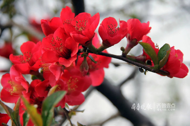 第九届临沂市花海棠文化旅游节将于25日在河东区开幕