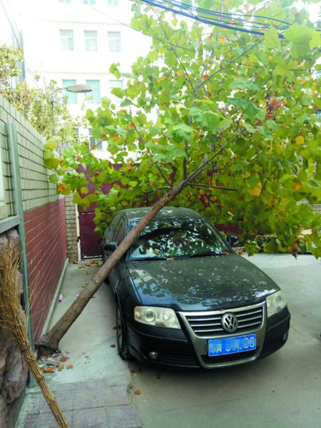 济南市民的车被无根树砸了,他想索赔却遇到难
