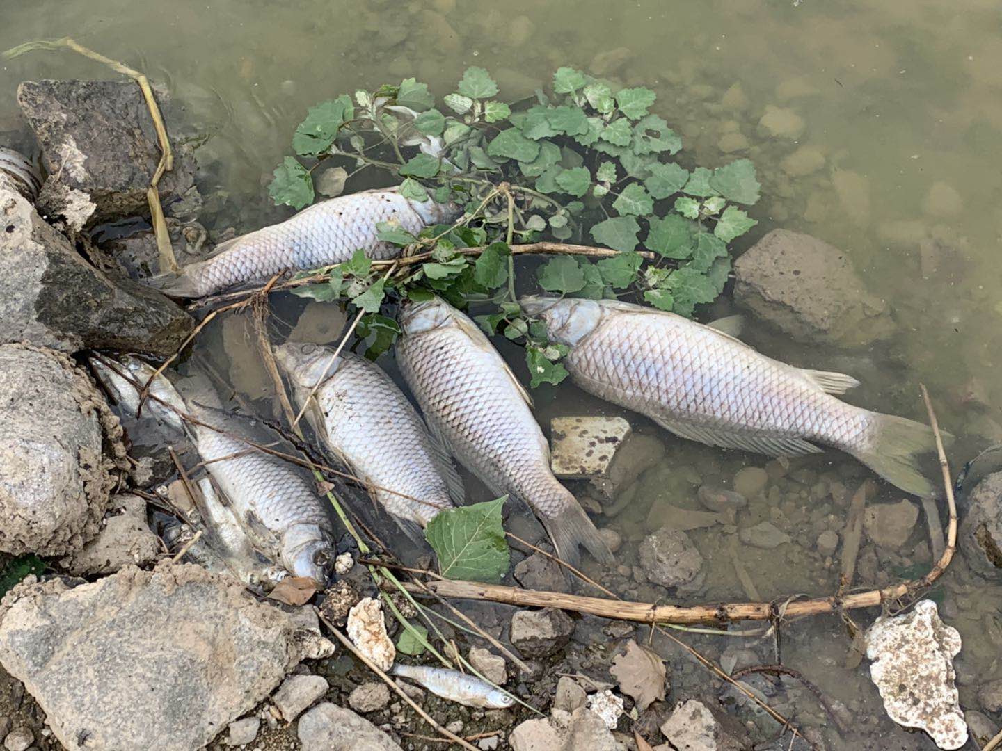 大雨过后河边为何死鱼一片