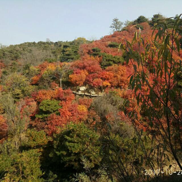 雪绒花